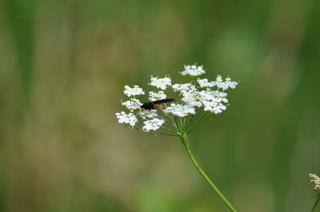 Ichneumonidae (cfr.)