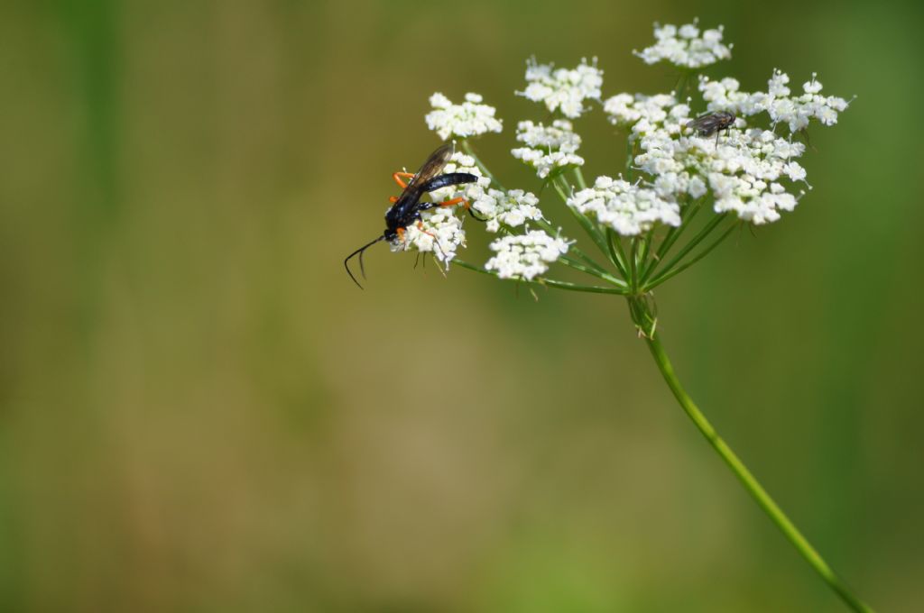 Ichneumonidae (cfr.)