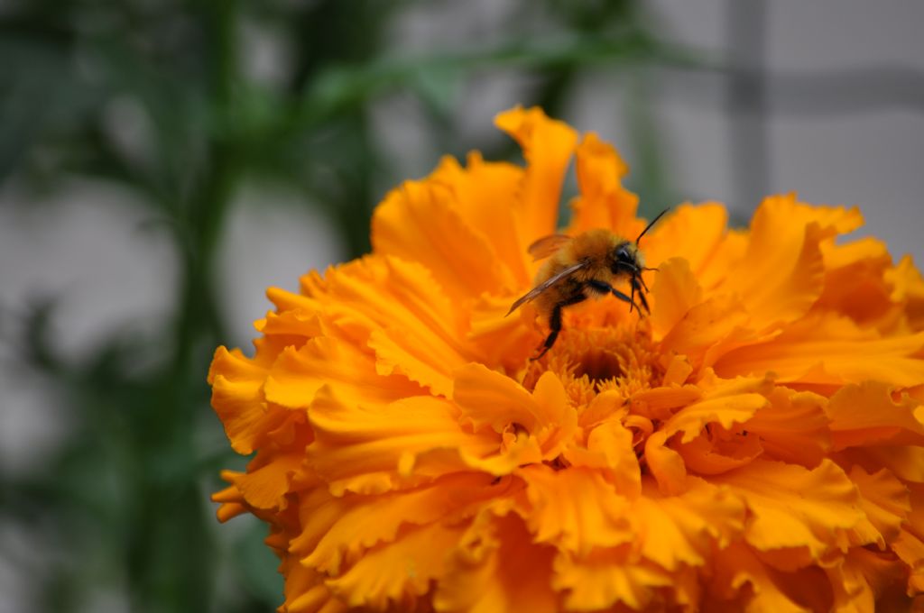 Apidae: Bombus pascuorum (cfr.)