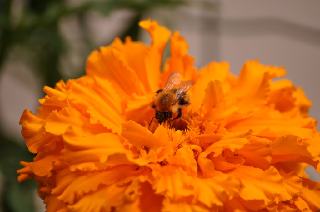 Apidae: Bombus pascuorum (cfr.)