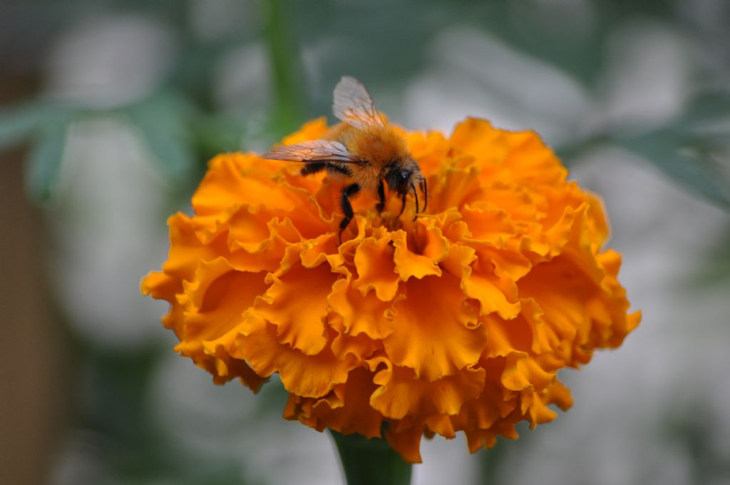 Apidae: Bombus pascuorum (cfr.)