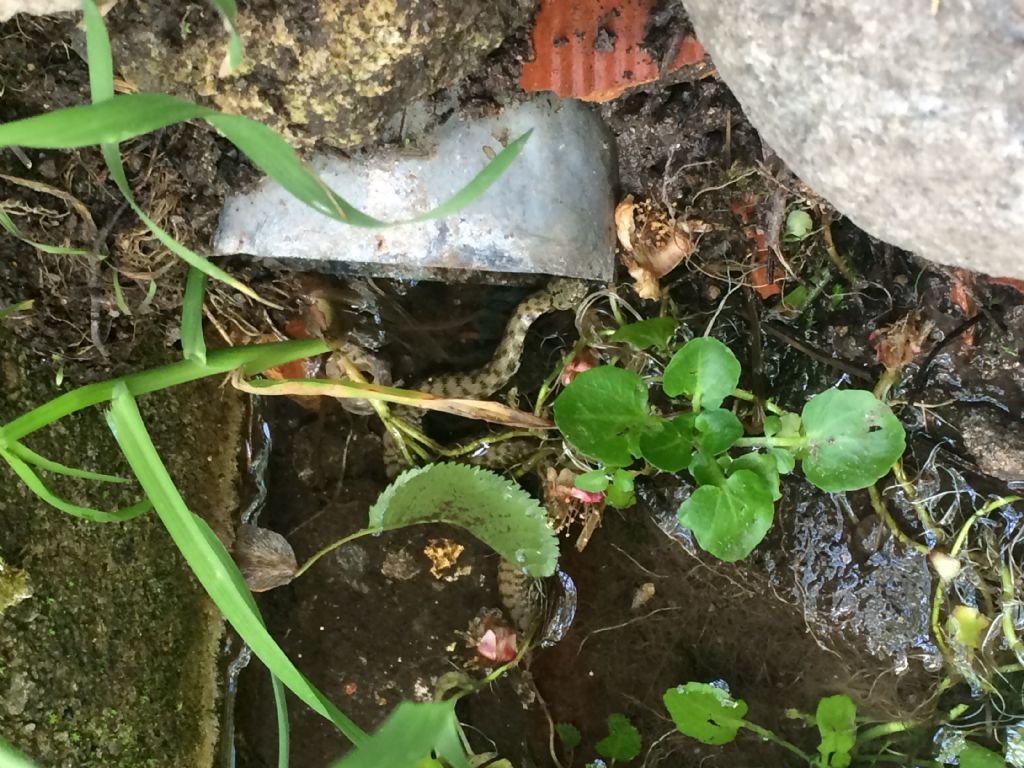 Piccolo di Natrix tessellata?