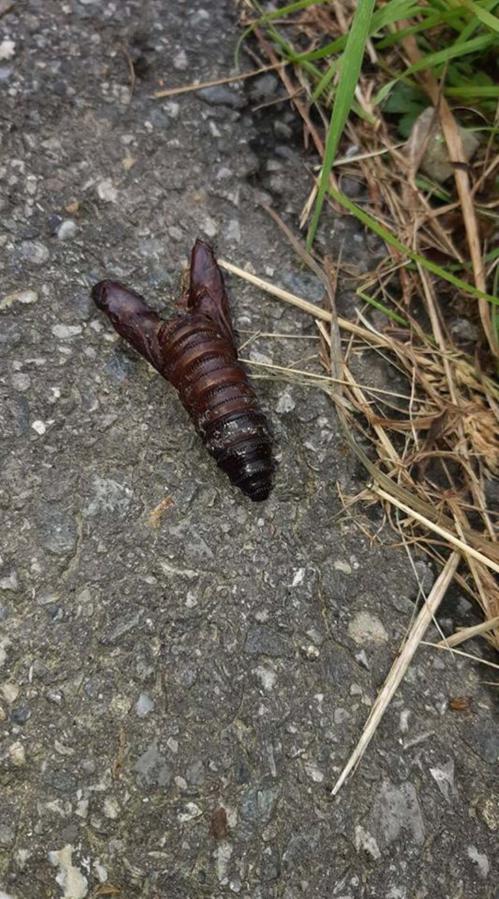 Bozzolo di Larva cornuta ?? di chi??