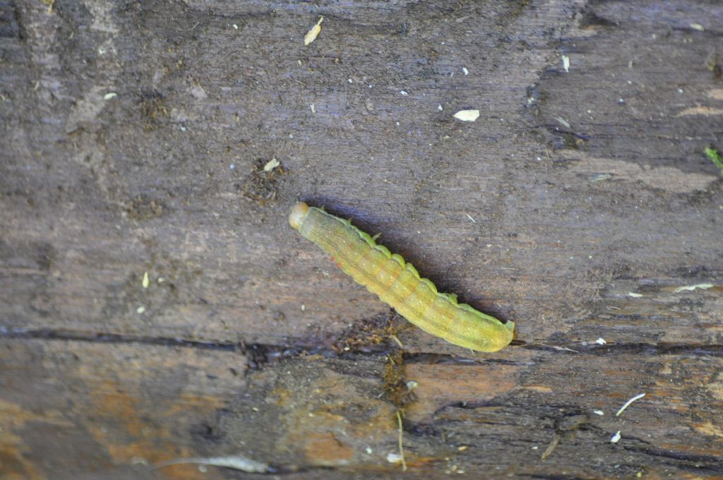 Bruco da id - Noctuidae