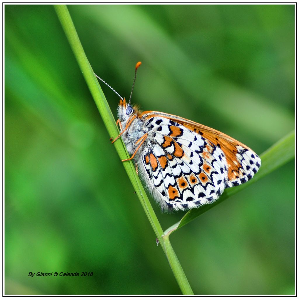 Farfalla da id:  Melitaea cinxia - Nymphalidae