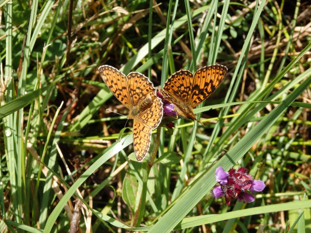 Boloria??