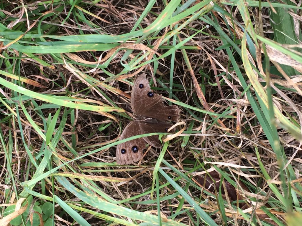 Farfalla mai vista:  Minois dryas (Nymphalidae Satyrinae)