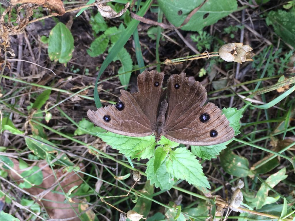 Farfalla mai vista:  Minois dryas (Nymphalidae Satyrinae)