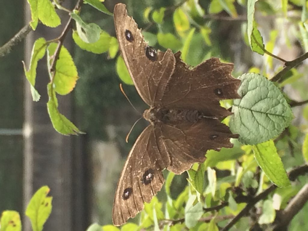 Farfalla mai vista:  Minois dryas (Nymphalidae Satyrinae)