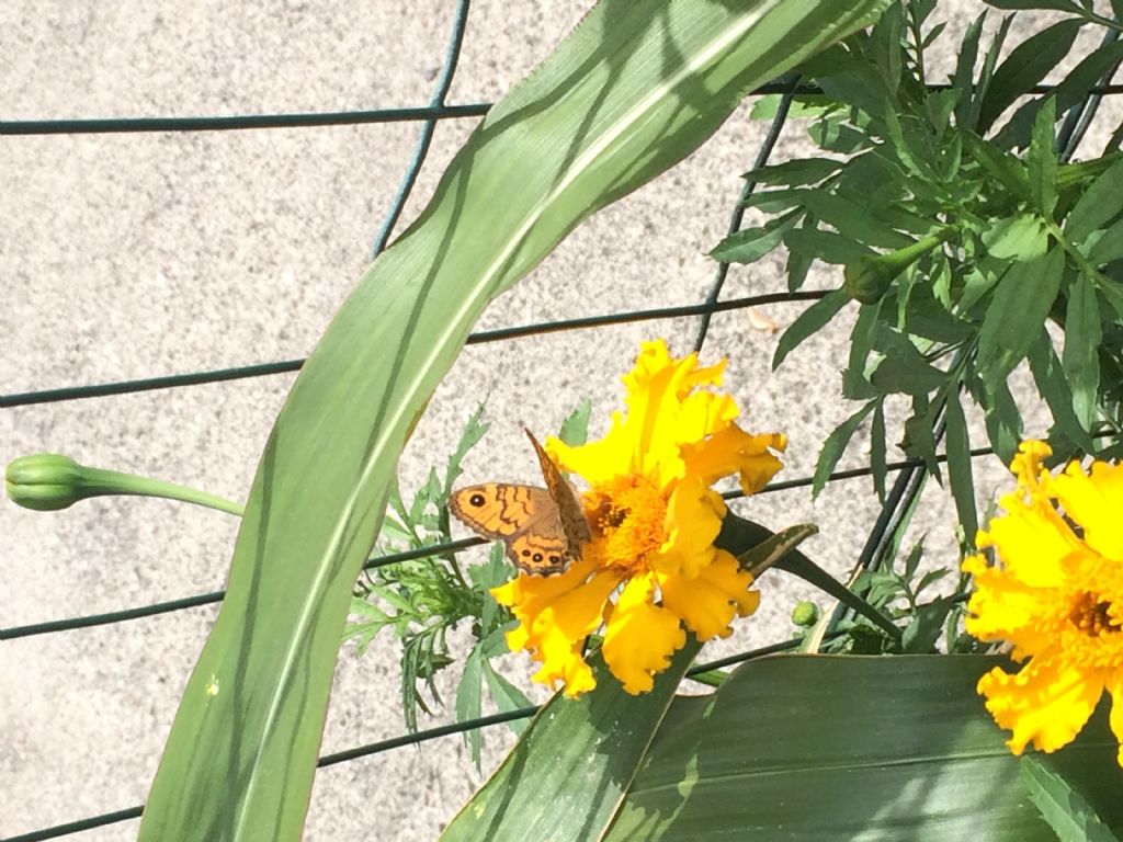 Lasiommata megera (Nymphalidae Satyrinae)