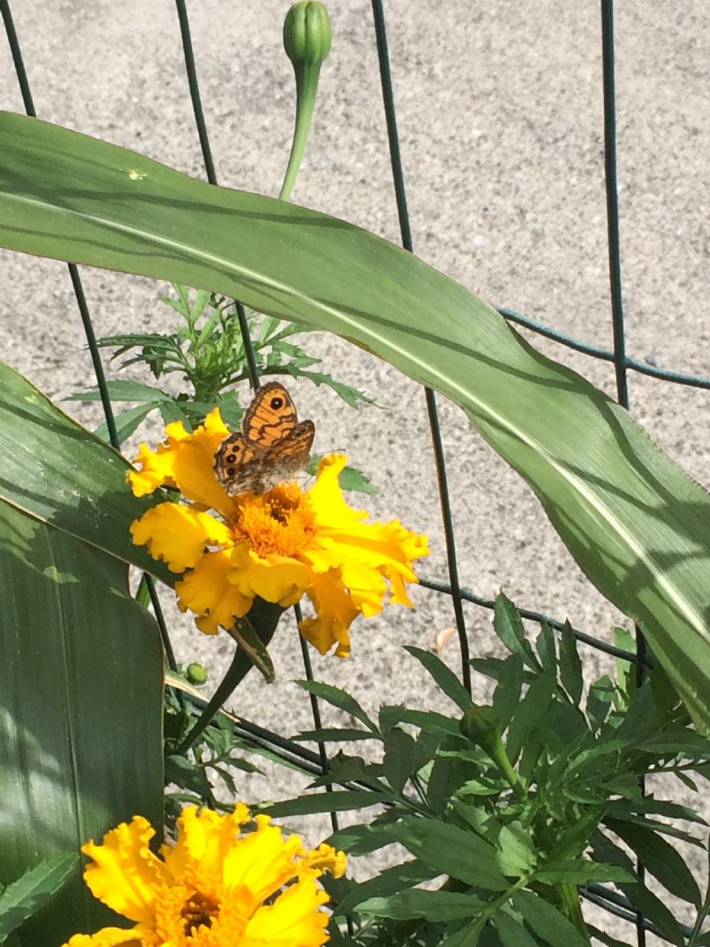 Lasiommata megera (Nymphalidae Satyrinae)