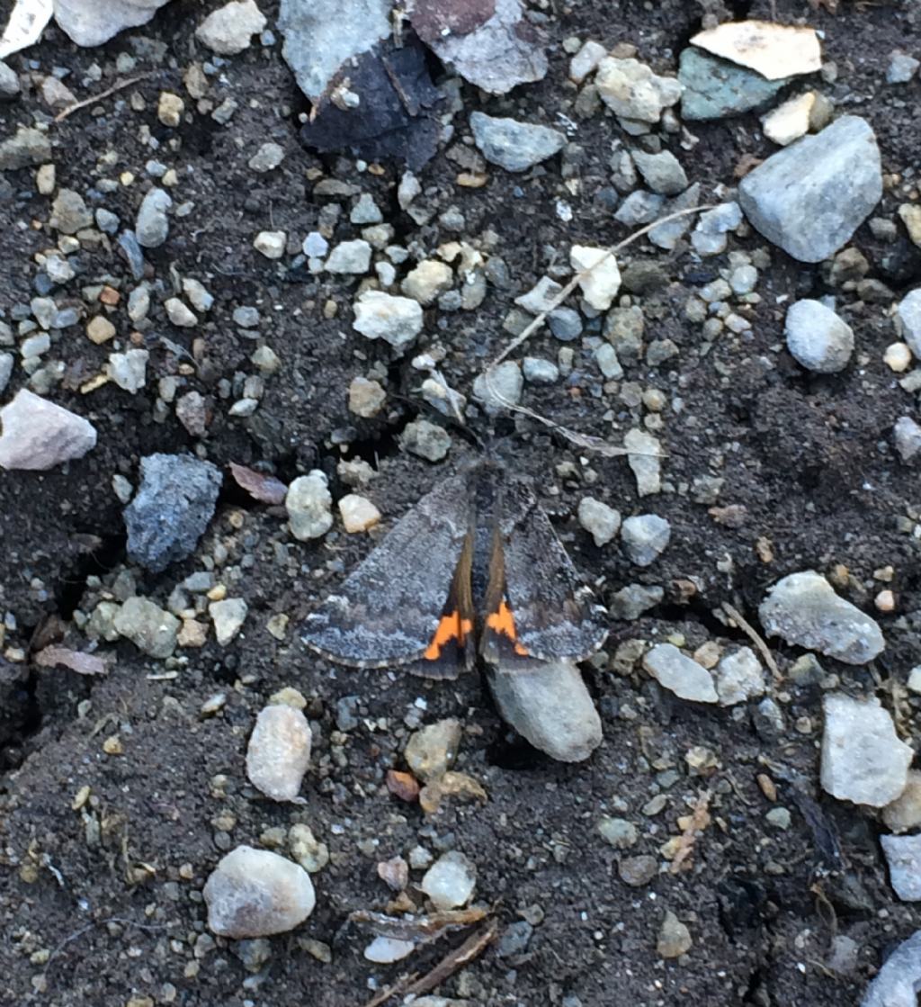 Boudinotiana notha (Geometridae)