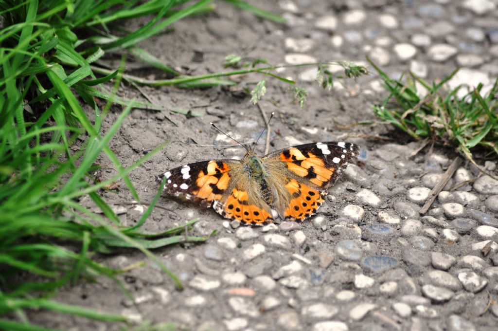 Vanessa cardui