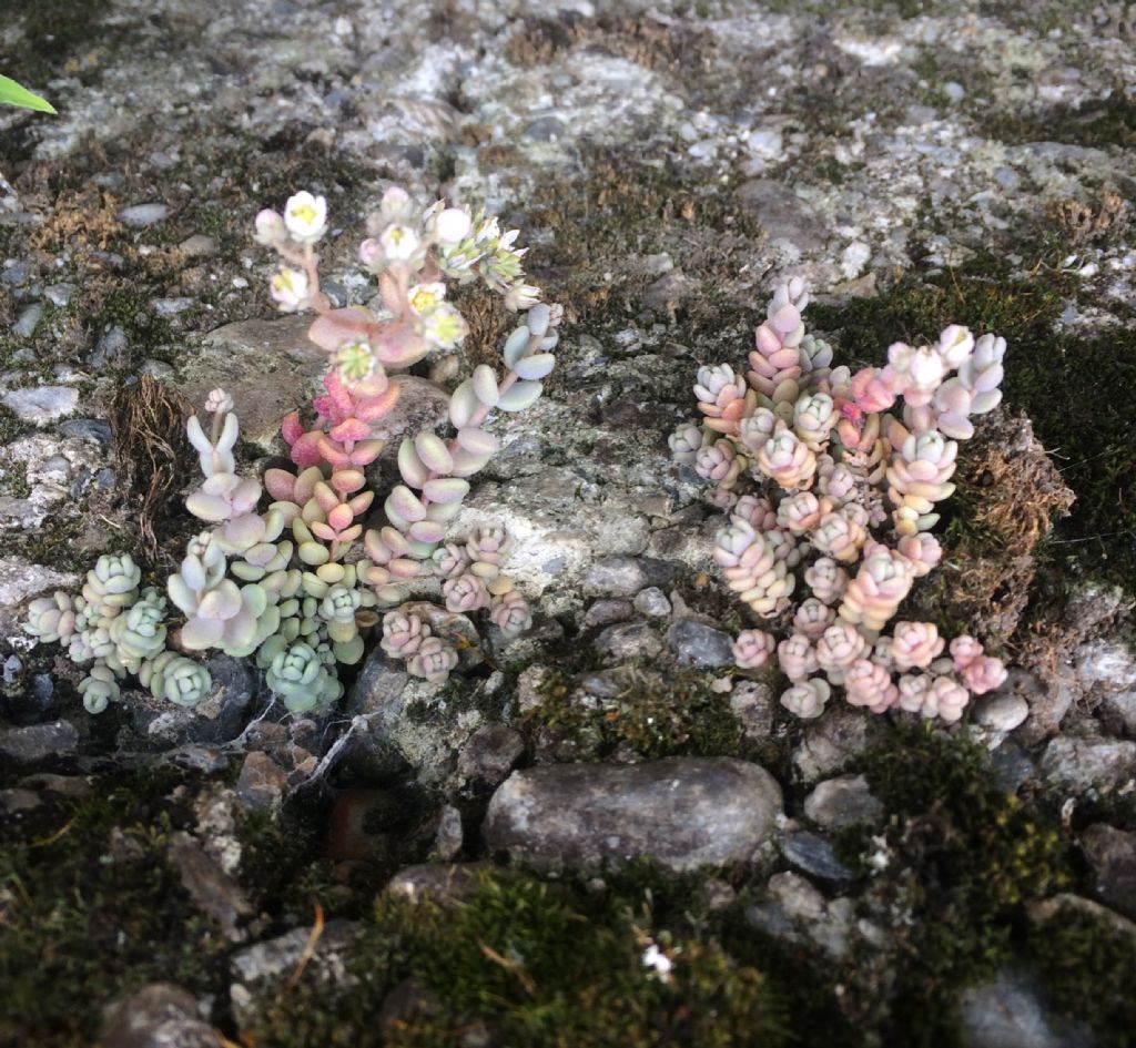 Sedum dasyphyllum