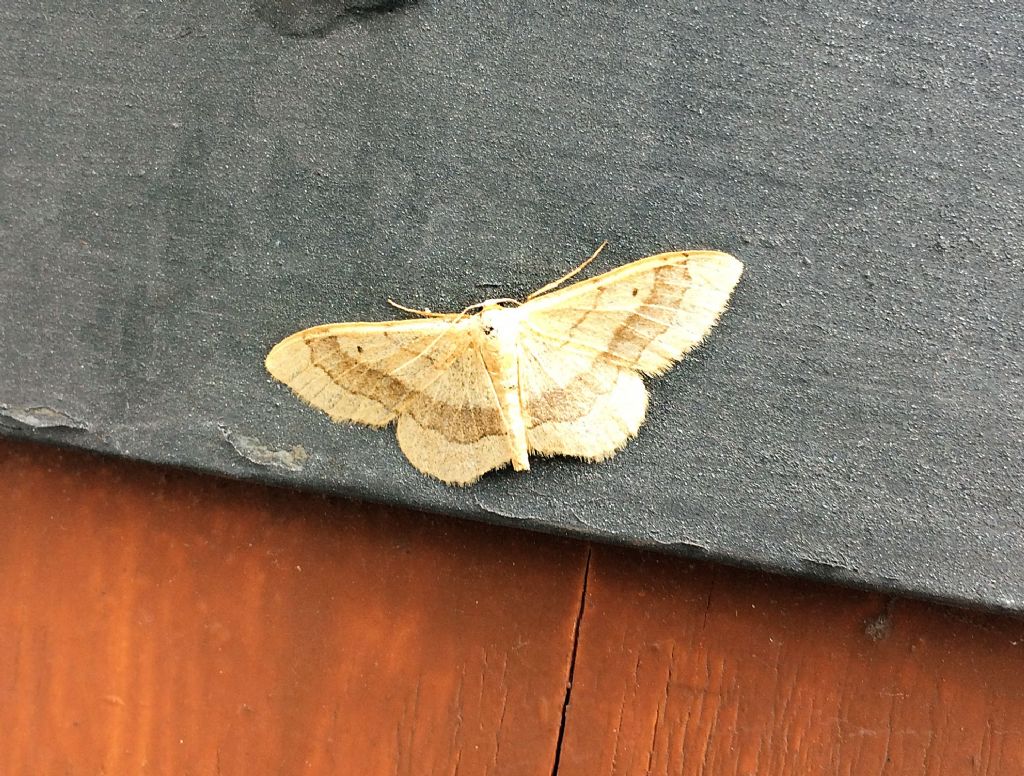 Idaea aversata - Geometridae