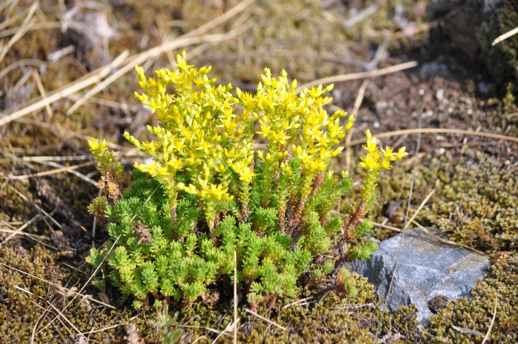 Sedum sexangulare