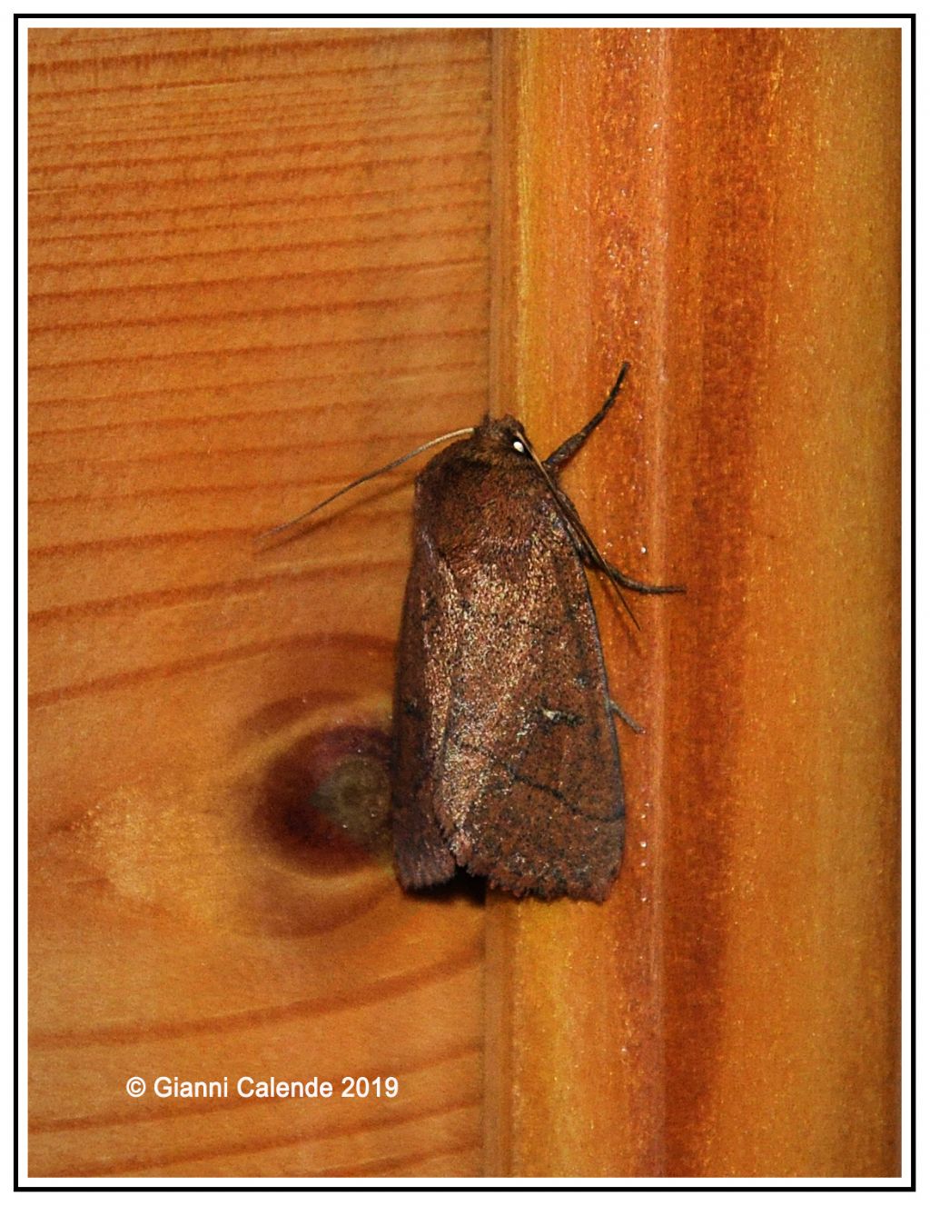 Noctuidae:  Mythimna turca