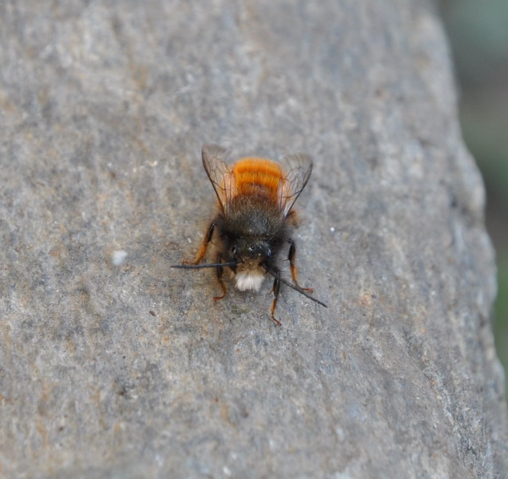 Apidae Megachilinae: Osmia rufa, maschio