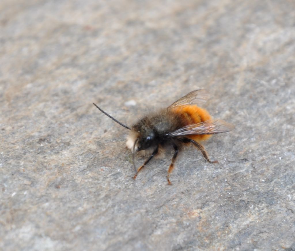 Apidae Megachilinae: Osmia rufa, maschio