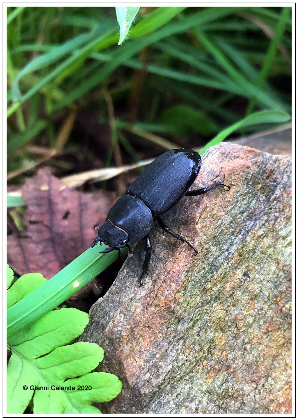 Cerambice da id.    No, Lucanidae: Dorcus parallelipipedus,  femmina