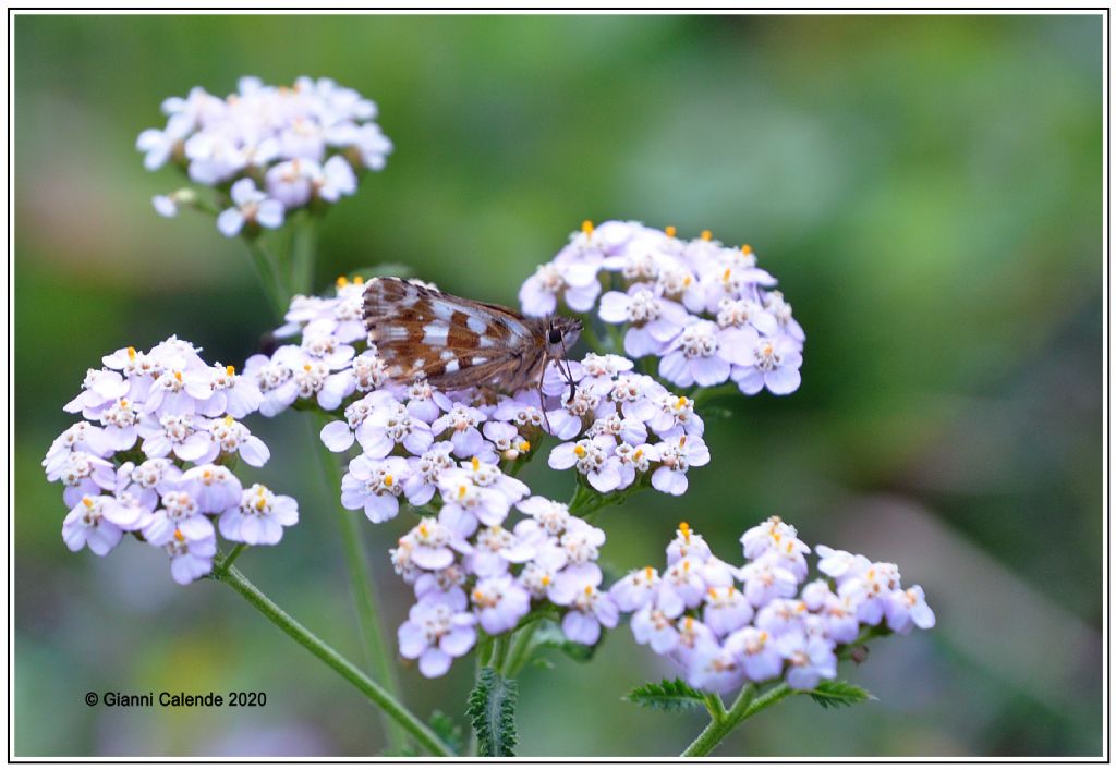 Pyrgus serratulae (cfr.) - Hesperiidae