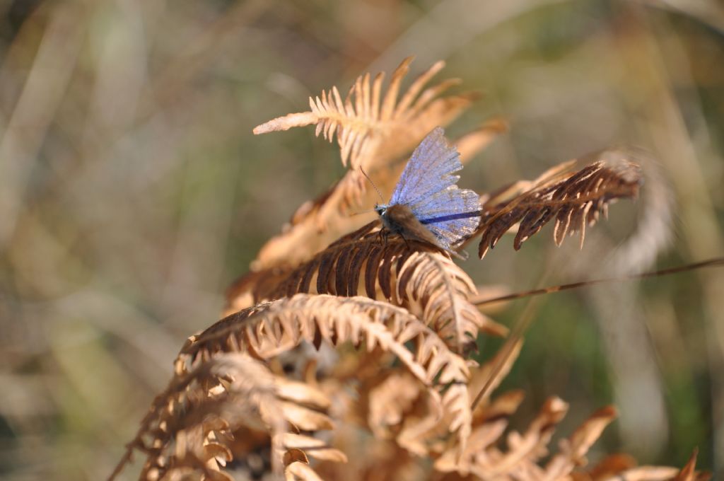 Polyommatus icarus