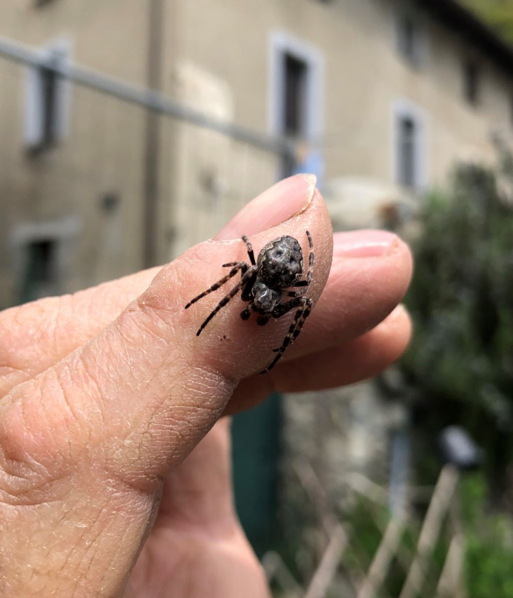 Nuctenea umbratica, maschio - Tirano (SO)