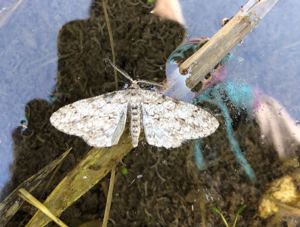 Ectropis crepuscularia - Geometridae