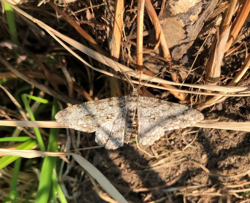 Ectropis crepuscularia - Geometridae