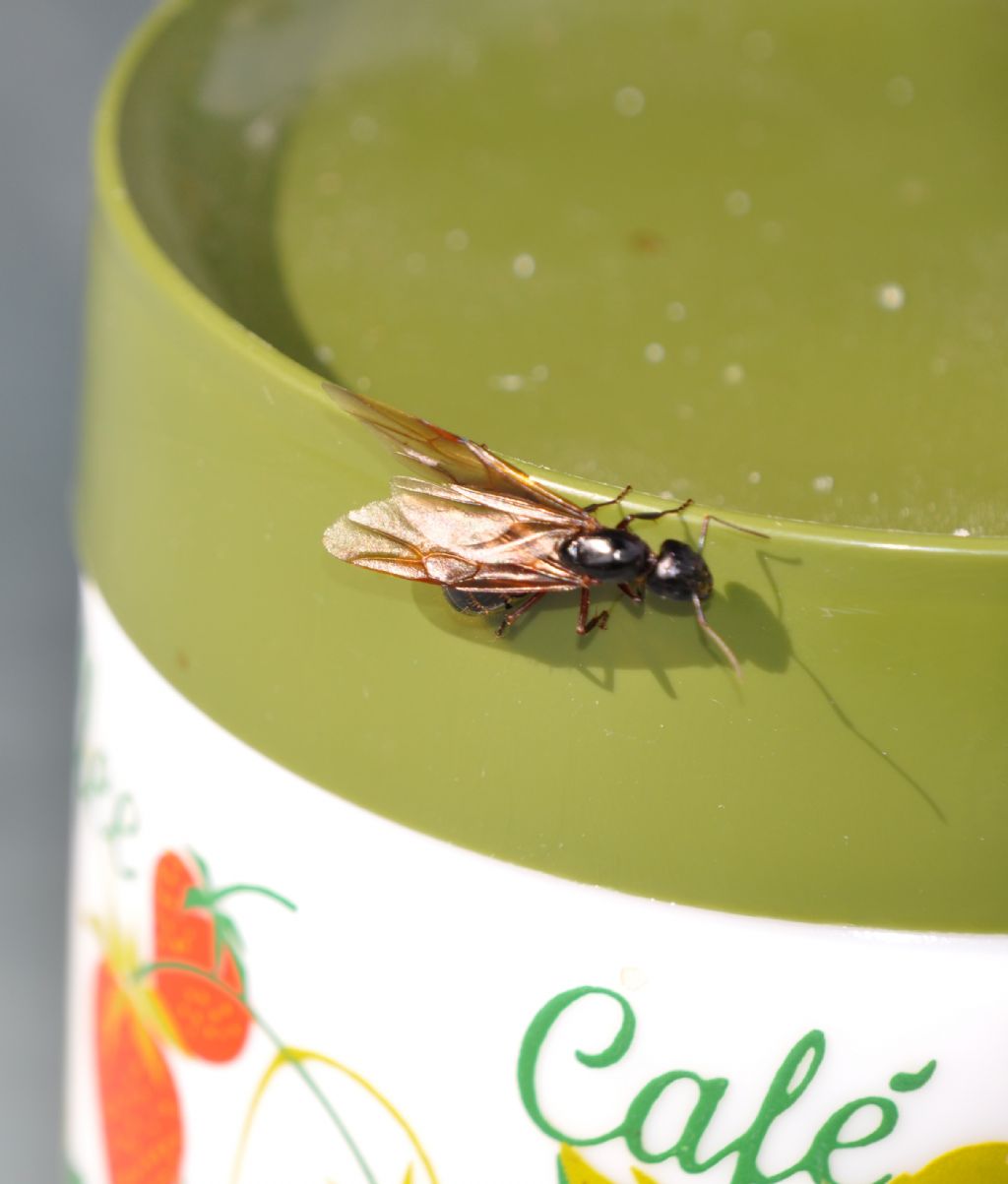 Grossa Formica alata: femmina di Camponotus sp.