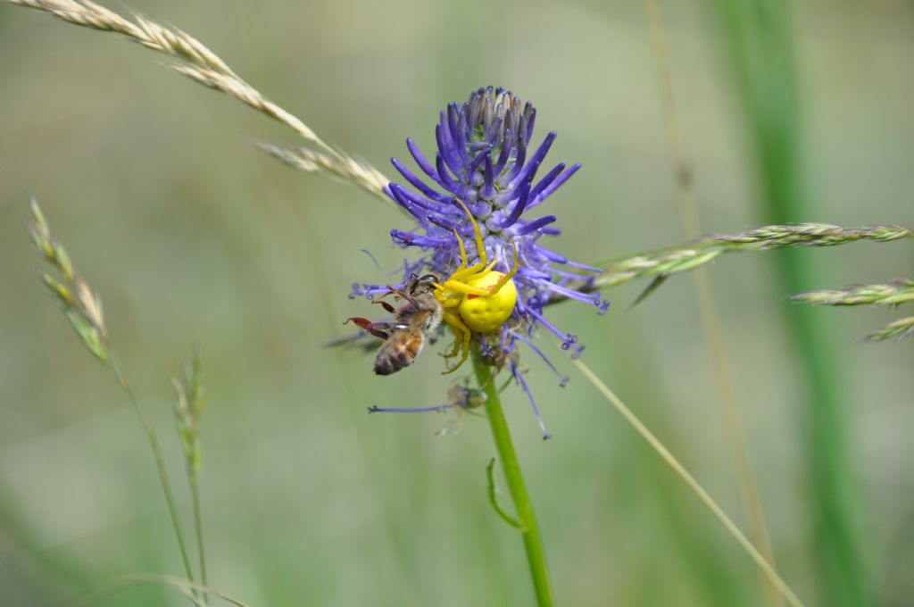 Misumena vatia (con Apis mellifera) - Pian di Gembro (SO)