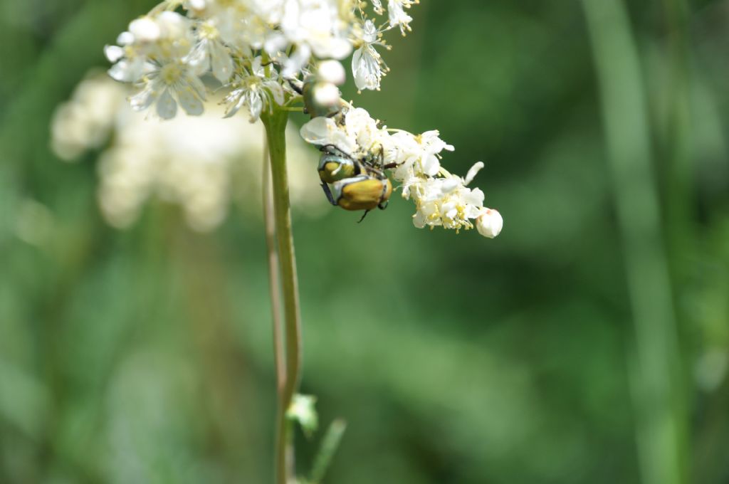 Rutelidae: Hoplia argentea