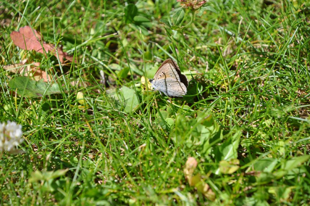 Lycaena eurydame, femmina