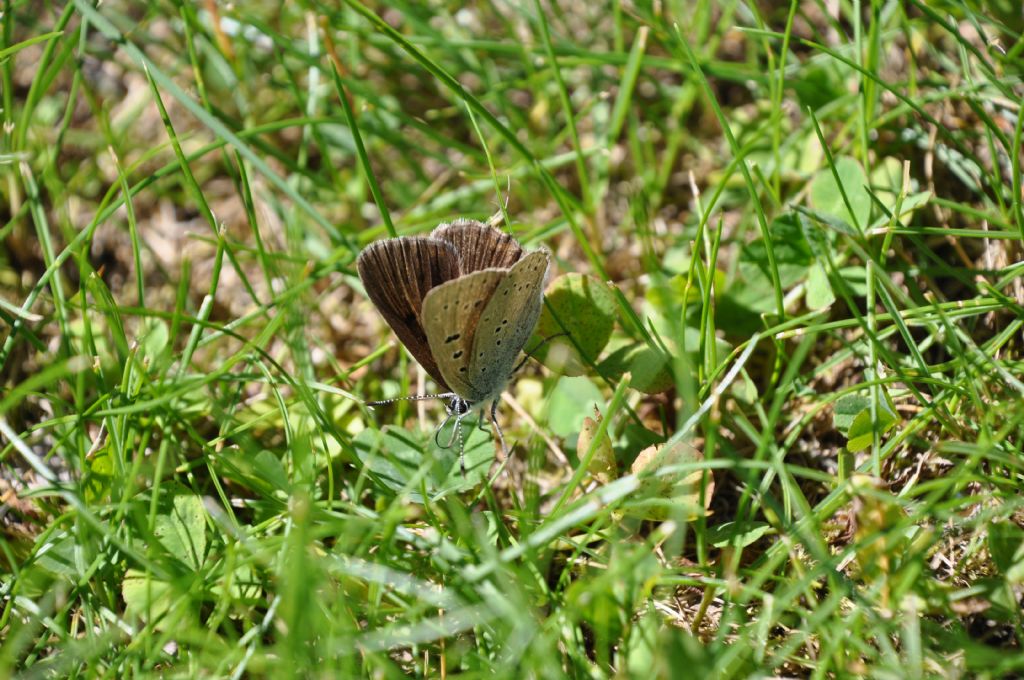 Lycaena eurydame, femmina