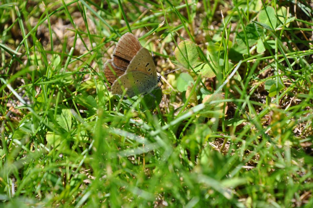 Lycaena eurydame, femmina