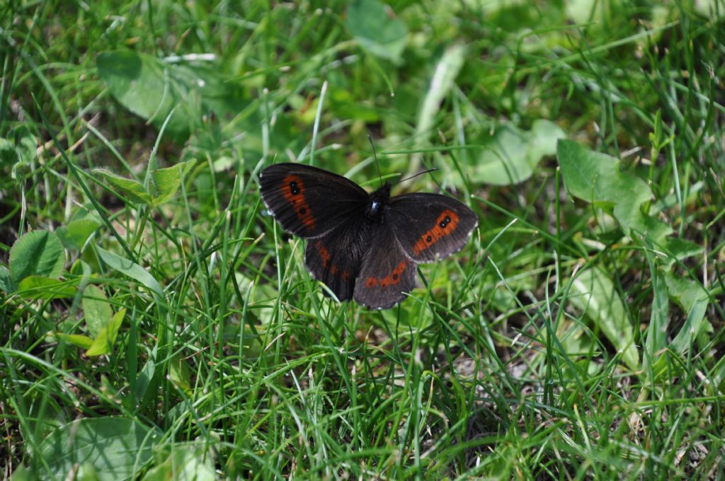 Erebia aethiops?  Erebia euryale