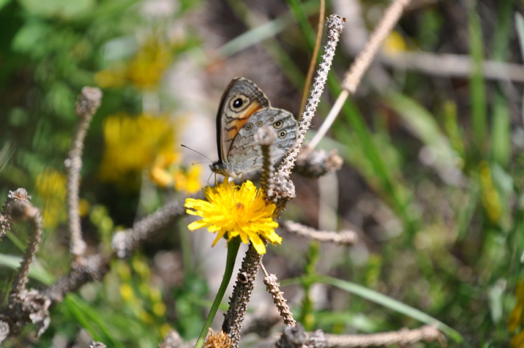 Lasiommata maera - Nymphalidae