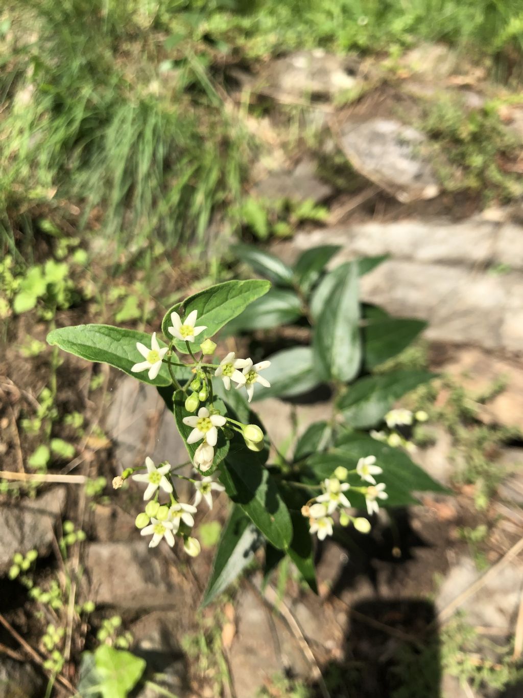 Vincetoxicum hirundinaria (Apocynaceae)