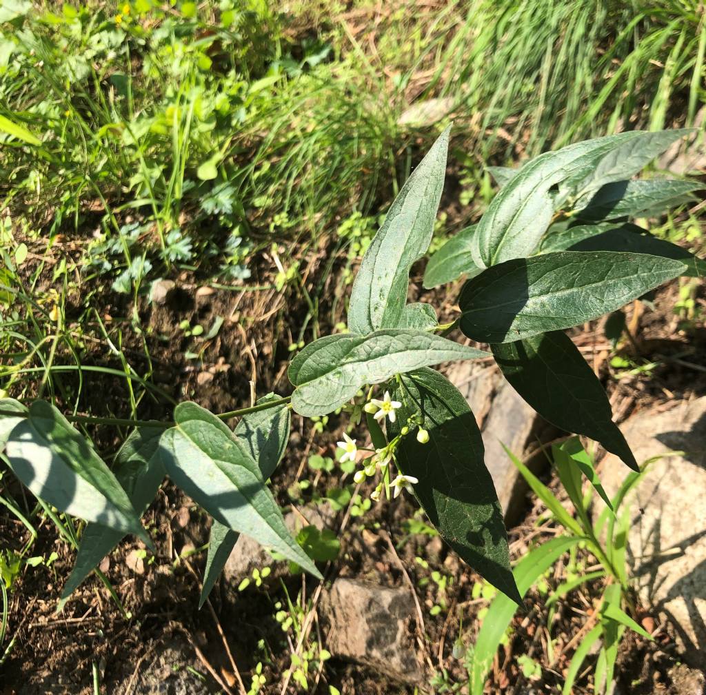 Vincetoxicum hirundinaria (Apocynaceae)