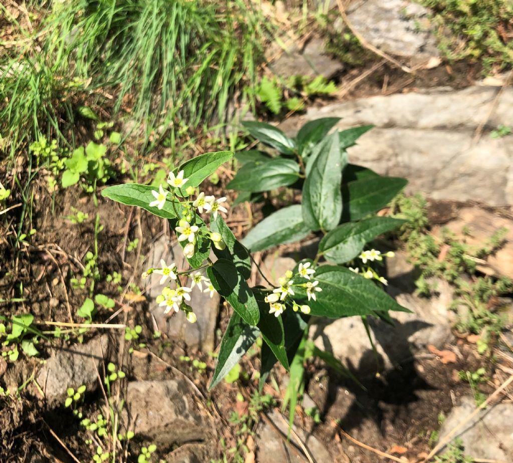 Vincetoxicum hirundinaria (Apocynaceae)