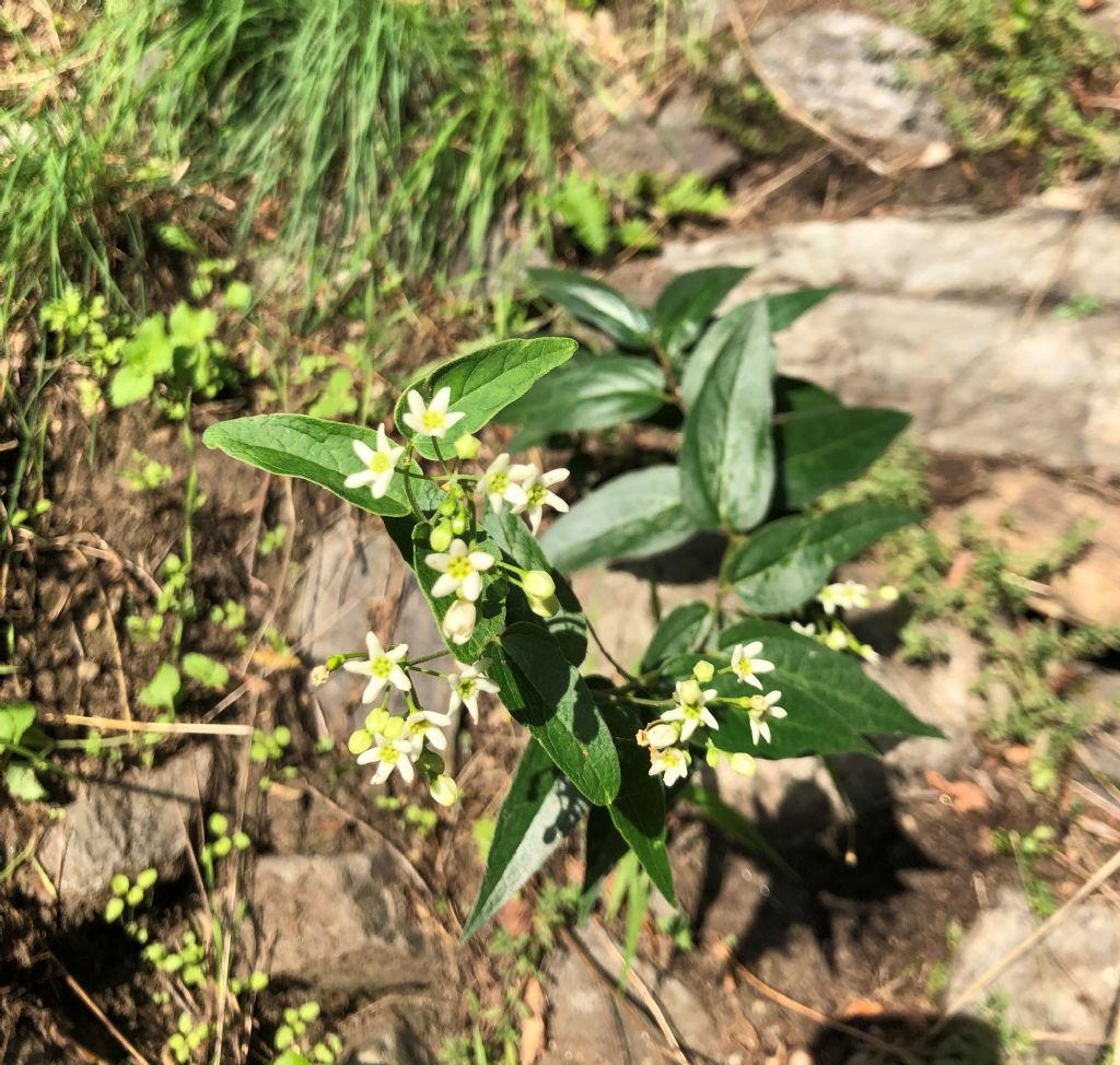 Vincetoxicum hirundinaria (Apocynaceae)