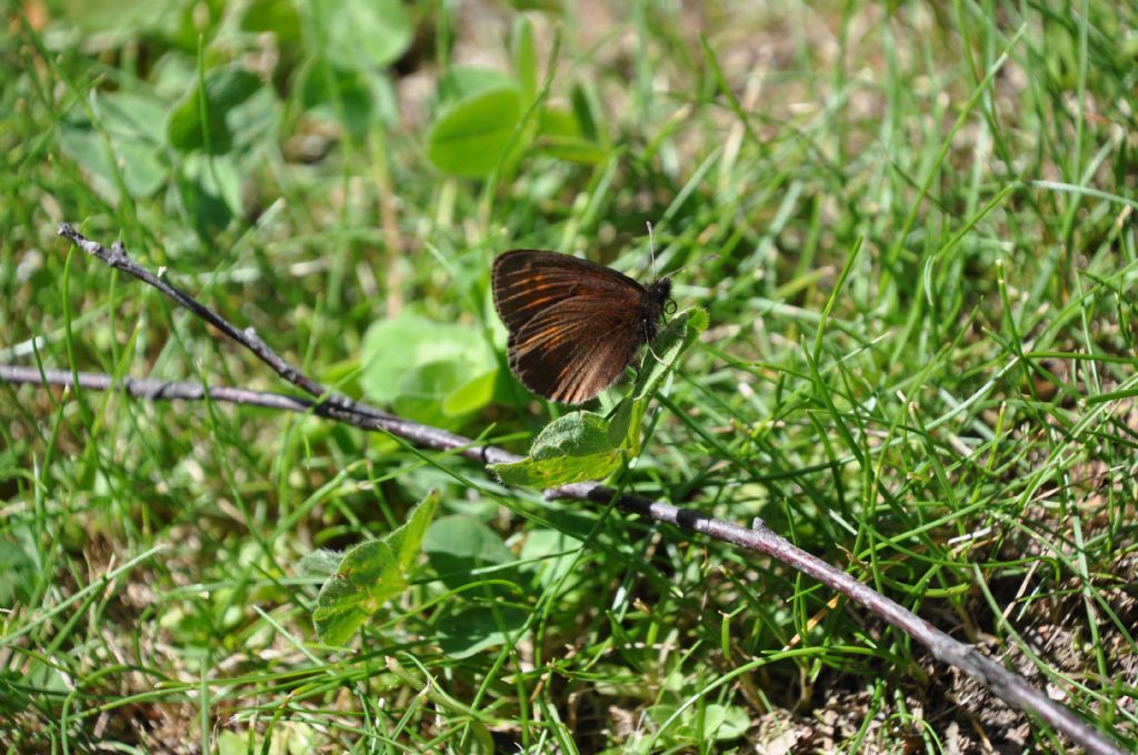 Erebia? S, Erebia cfr. albergana