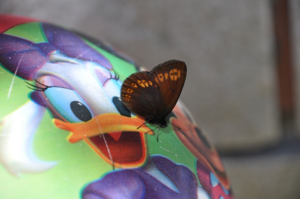 Erebia aethiops?  No, Erebia albergana