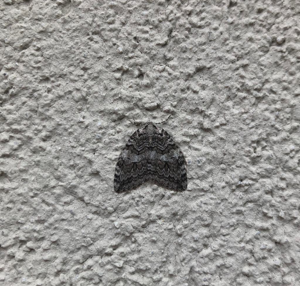 Epirrita sp., Geometridae