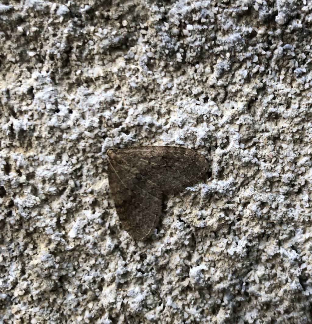 Operophtera cfr. brumata - Geometridae