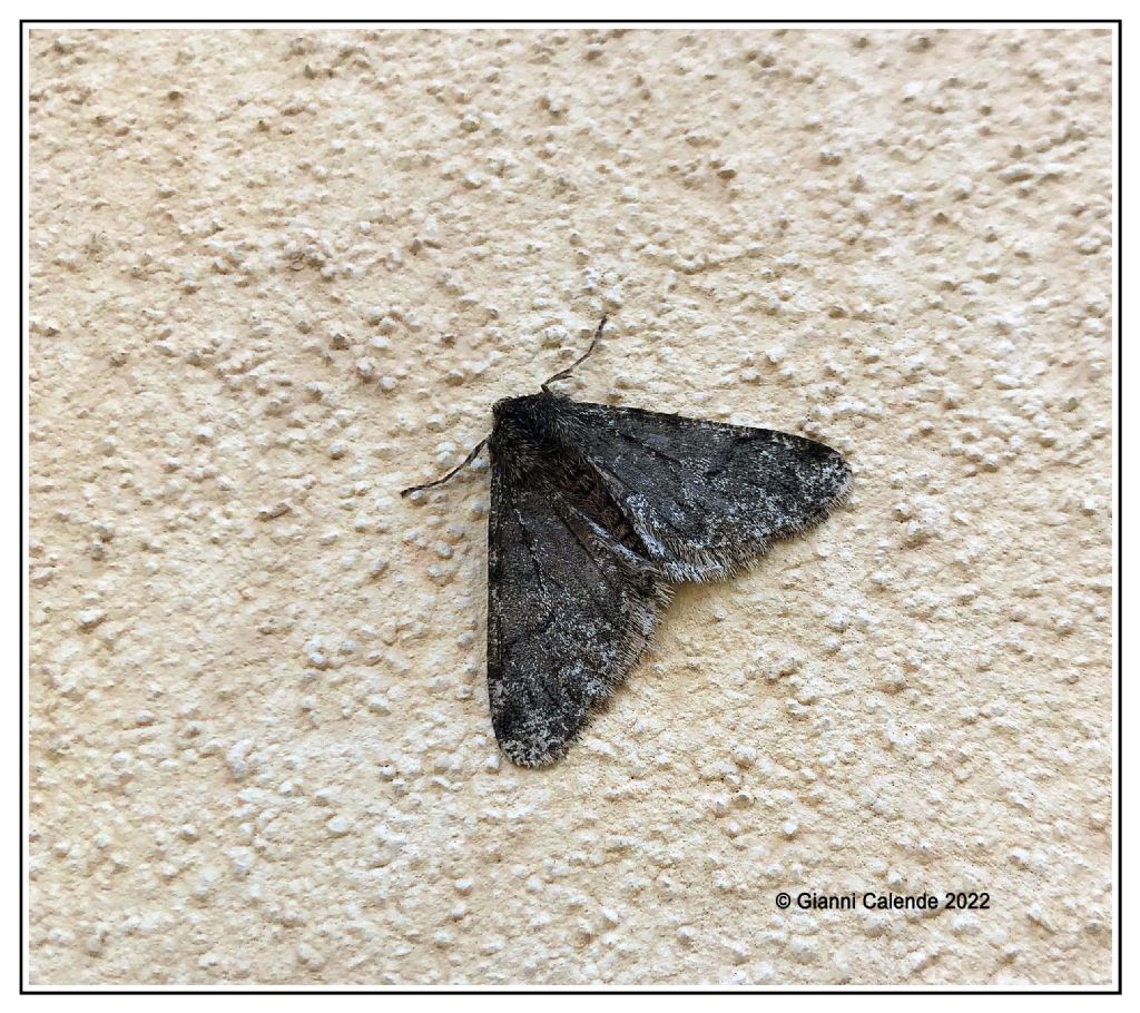 Geometridae: Phigalia pilosaria