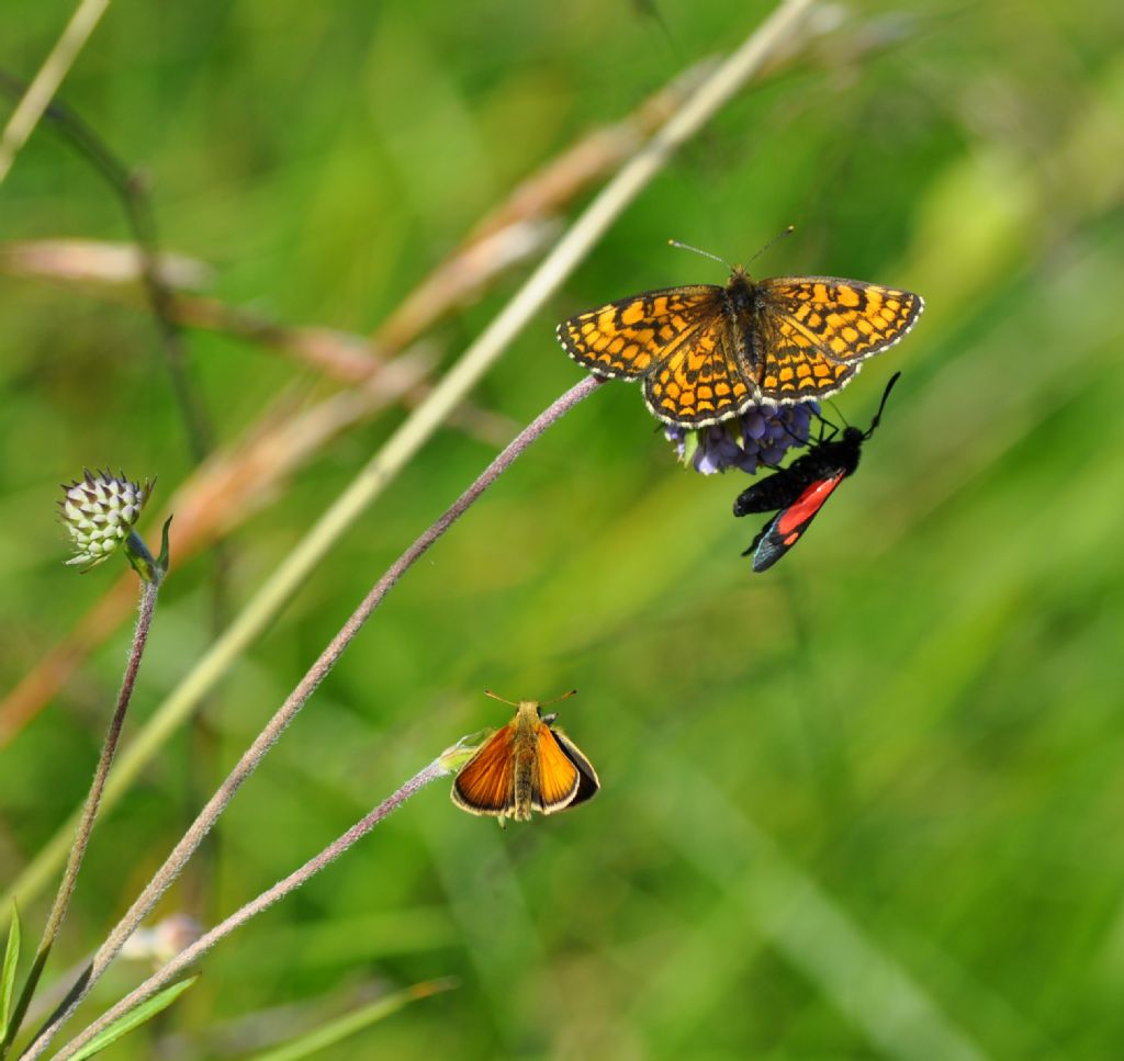 Zygaena cfr. lonicerae e Thymelicus sylvestris