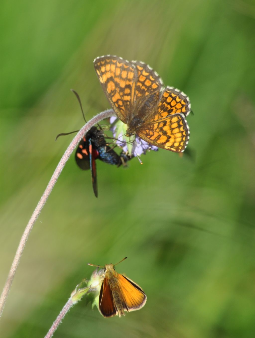 Zygaena cfr. lonicerae e Thymelicus sylvestris