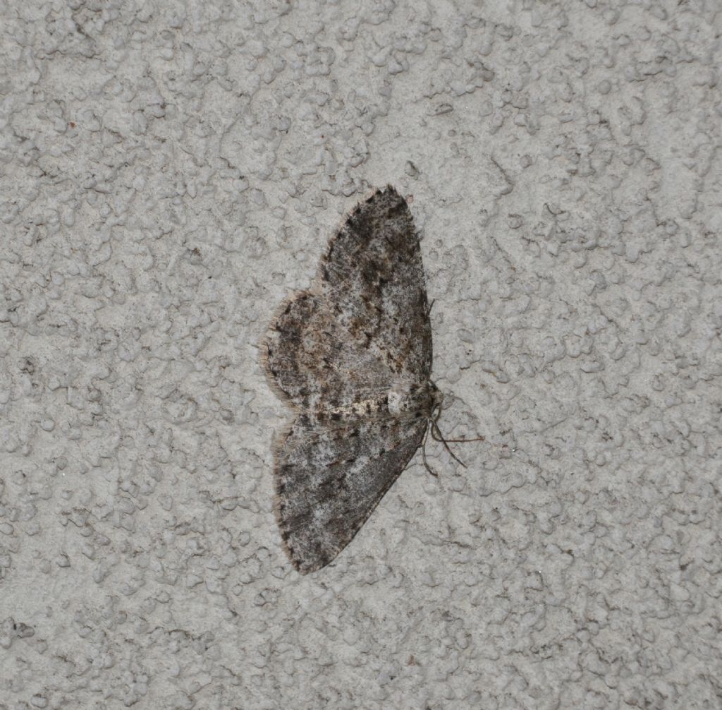 Ectropis crepuscularia (Geometridae)