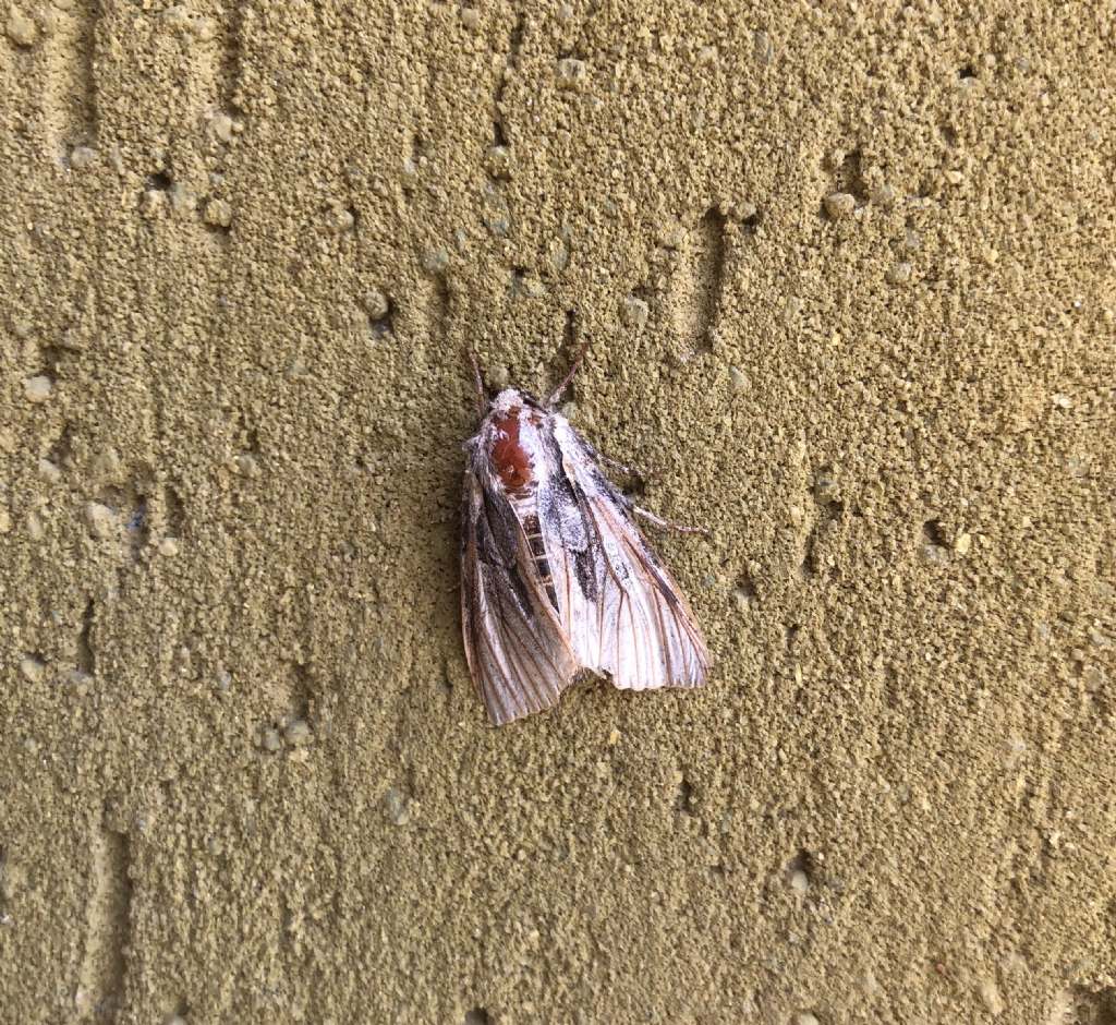 Agrotis exclamationis ???